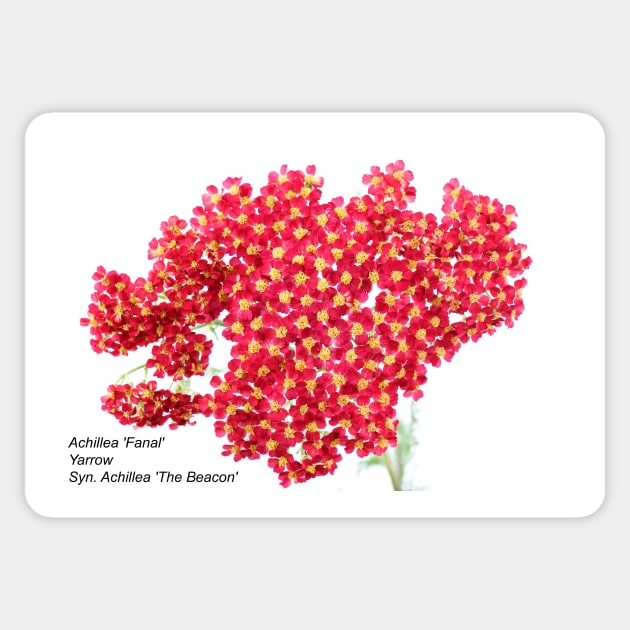 Achillea &#39;Fanal&#39; Yarrow Syn. Achillea &#39;The Beacon&#39; Sticker by chrisburrows